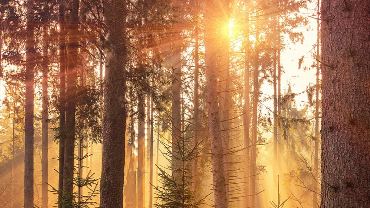 Lina Noreikienė's cover